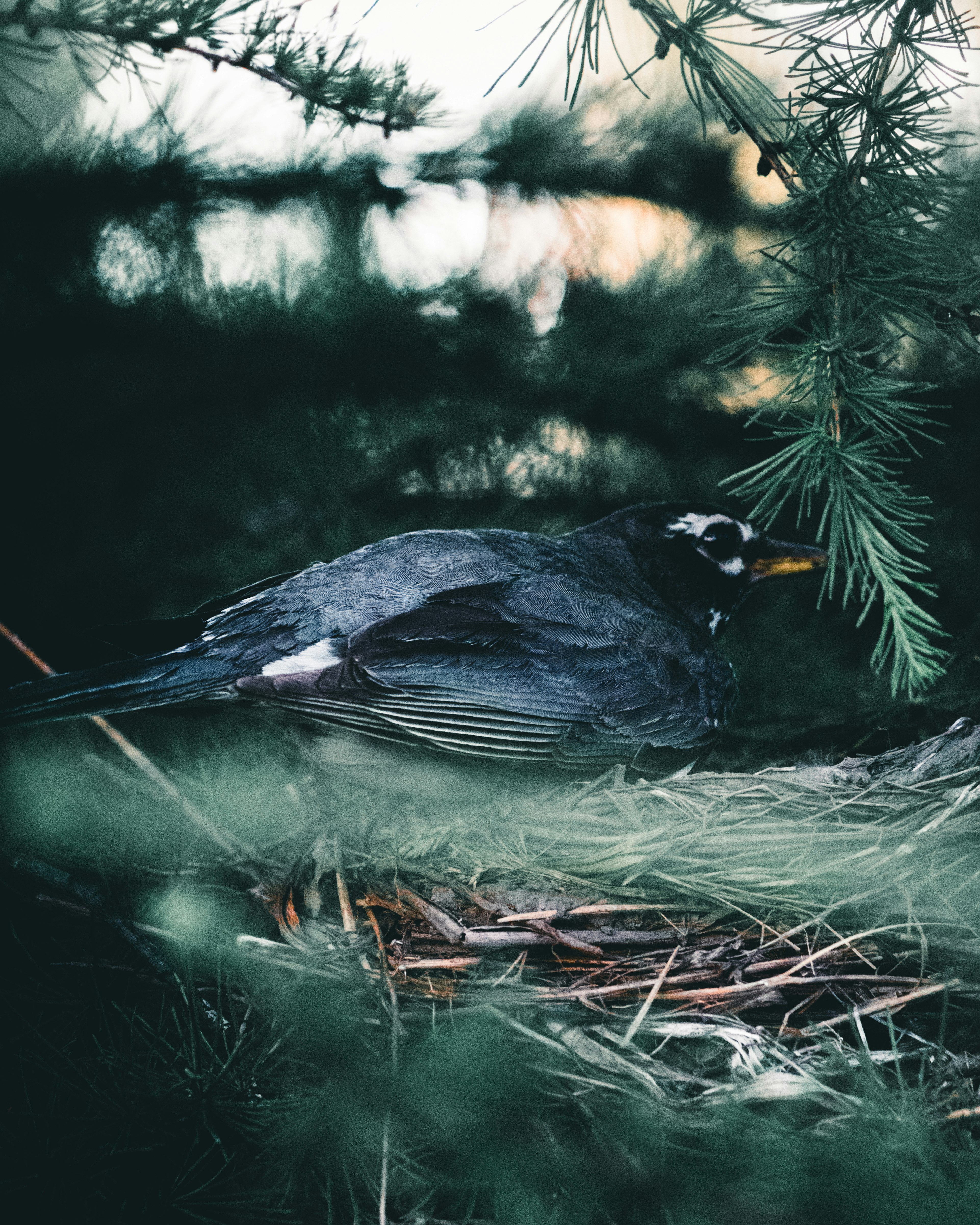 black and yellow bird on tree branch